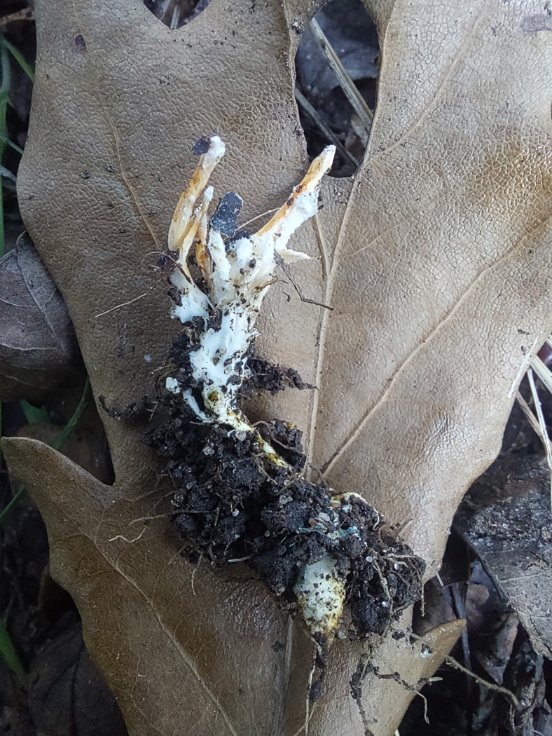 Photo © Jesper Launder Cordyceps farinosa by Jesper Launder